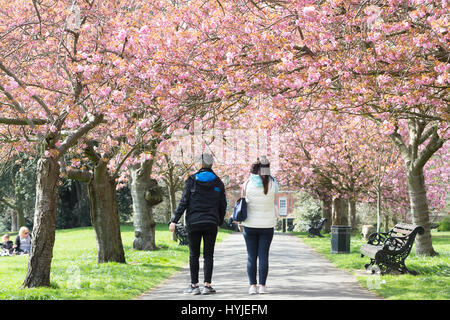 Greenwich, Londra, Regno Unito. 5 Aprile, 2017. Persone una sosta per gustare il famoso fiore di ciliegio in Greenwich Park in una calda giornata di primavera. Rob Powell/Alamy Live News Foto Stock