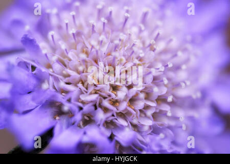 Macro astratto di Scabious Butterfly Fiore blu. Foto Stock