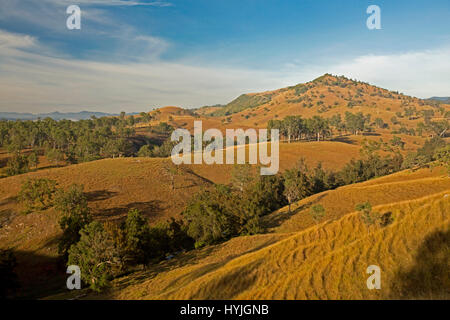 Vasto paesaggio rurale in inverno con dolci colline con golden erbe, alberi sparsi, gamme sull orizzonte sotto il cielo blu nel nord del New South Wales AUSTRALIA Foto Stock