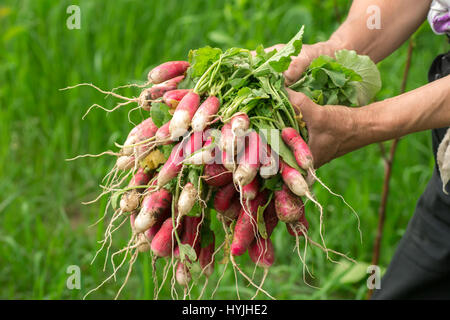 Il ravanello in mano. Mani giardiniere. Il lavoro di mani usurate. Gli agricoltori le mani con rafano fresco. Appena raccolto verdure. Non Lavate i ravanelli con cime. Foto Stock