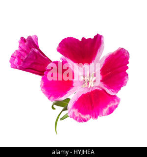 Fiore Godetia isolato. Un ramo di un bel colore rosa e viola e fiori di primavera Foto Stock