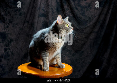 Gatto grigio in posa su uno sgabello con sfondo verticale guardando in alto Foto Stock