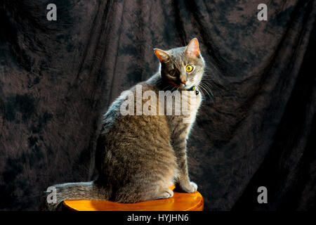 Gatto grigio in posa su uno sgabello con ritratto di sfondo girare la testa Foto Stock