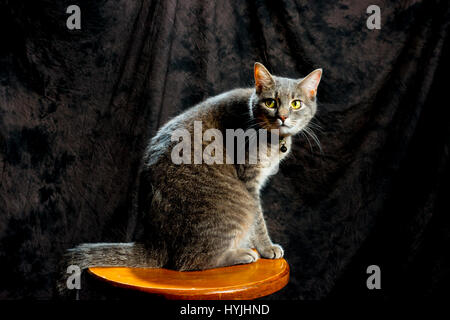 Gatto grigio in posa su uno sgabello con sfondo verticale Foto Stock