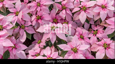 Rosa Poinsettias fioritura Foto Stock