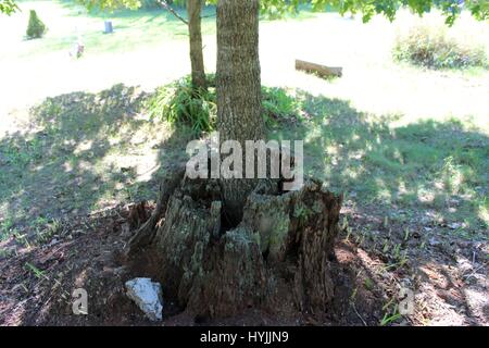 Un giovane albero che cresce al di fuori del moncone di un vecchio albero Foto Stock