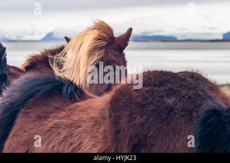 Cavallo islandese Foto Stock