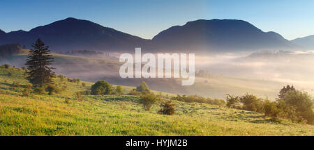 Nebbia di mattina su prato in montagna. Rugiada di mattina su erba verde al mattino. Fresca del mattino. sfondo Bellissimo paesaggio di sunrise. Foto Stock