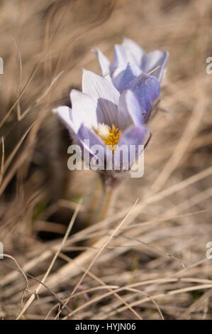 Crochi in Horseshoe Canyon, Alberta, Canada Foto Stock