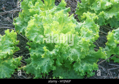 Senape verde verdi sul terreno nella fattoria di vegetali Foto Stock