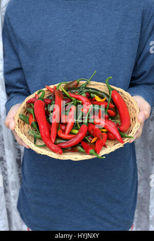 Appena raccolto homegrown chilis Foto Stock