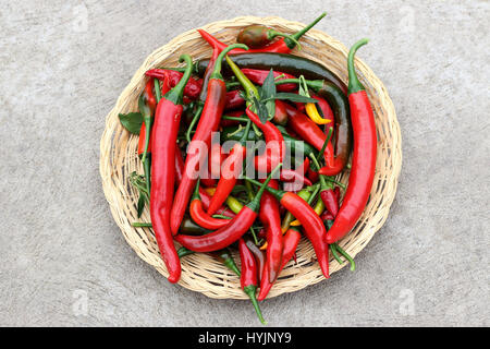 Appena raccolto homegrown chilis Foto Stock