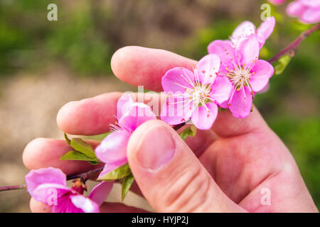 Agricoltore mano azienda peach blossom filiale a frutteto, agronomo esaminando fioritura di alberi da frutto in primavera Foto Stock