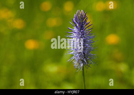 Nero rampion Phyteuma nigrum vicino al Col de la macchina Vercors Parco Naturale Regionale del Vercors Francia Foto Stock