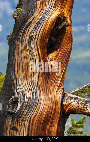 Lodgepole pine Pinus contorta patterns in tronco di albero morto senza corteccia Rock Creek punto di vista Montana USA Giugno 2015 Foto Stock