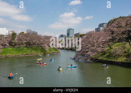 Barche e fiori di ciliegio - persone imbarcazioni a remi sulle acque di Chidorigafuchi a Tokyo in primavera Foto Stock