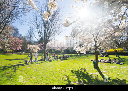 Fiore di ciliegio in un parco pubblico in giardino Moenchengladbach Foto Stock