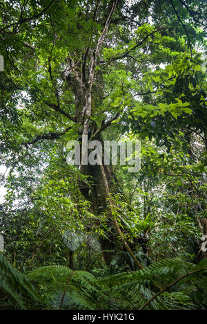 Un albero alto in tropicale, sub-montane foresta pluviale. Foto Stock