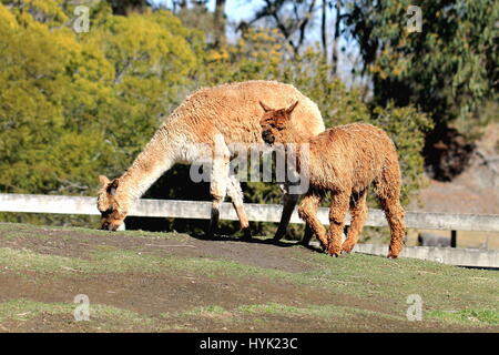 Alpaca - Orana Wildlife Park, Christchurch, Nuova Zelanda. Foto Stock