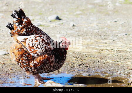 Chiazzato sussex hen nel cortile. Orana Wildlife Park, Christchurch, Nuova Zelanda Foto Stock