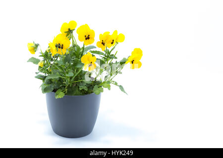 Cornuto viola, giallo Viola Cornuta piantato in grigio di una pentola e isolato in bianco di sfondo per studio Foto Stock