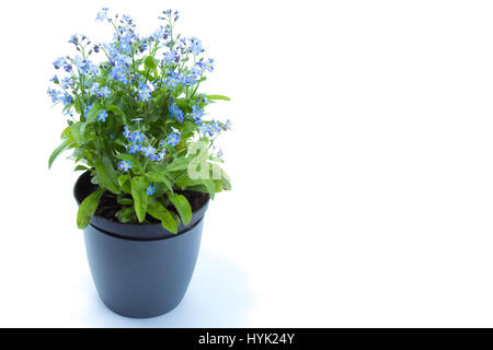 Non ti scordar di me (Myosotis scorpioides) con fiori blu in un blu scuro pot Foto Stock