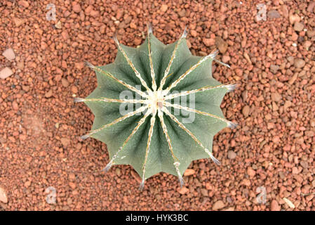 Cactus nel Queen Sirikit Botanic Garden, Chiangmai, Thailandia. Foto Stock