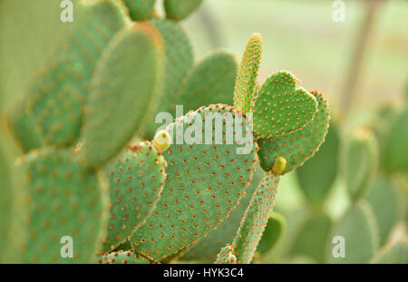 Cactus nel Queen Sirikit Botanic Garden, Chiangmai, Thailandia. Foto Stock