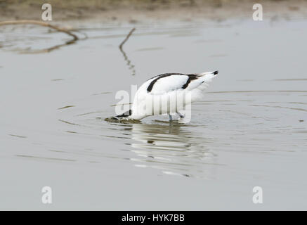 Avocet (Recurvirostra avosetta) foraggio con la testa sott'acqua Foto Stock