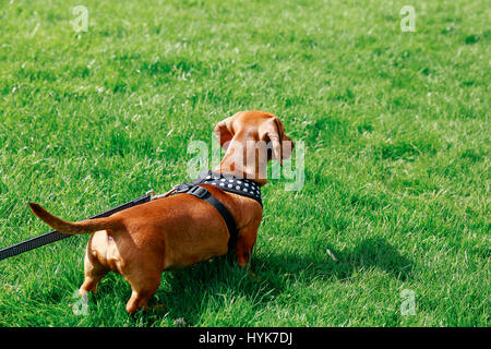 5 mesi marrone liscio bassotto cucciolo in un cablaggio in piedi sul prato di un parco, guardando avanti. Foto Stock