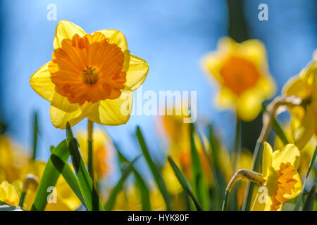 Campo di dafodils giallo che fiorisce in flowerpark il Keukenhof Lisse, Paesi Bassi Foto Stock