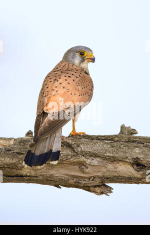 Comune Femmina Gheppio (Falco tinnunculus) appollaiate su un ramo Foto Stock