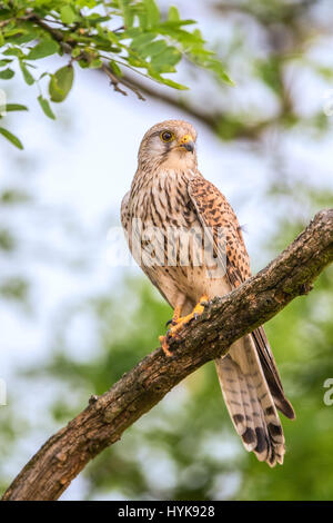 Comune di sesso maschile il gheppio (Falco tinnunculus) appollaiate su un ramo Foto Stock