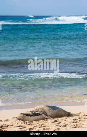 Hawaiian foca monaca, Neomonachus schauinslandi, Poipu Beach Park, Kauai, Hawaii, STATI UNITI D'AMERICA Foto Stock