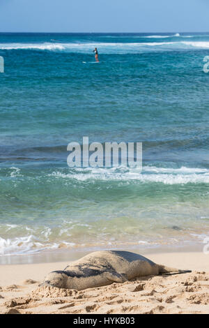 Hawaiian foca monaca, Neomonachus schauinslandi, Poipu Beach Park, Kauai, Hawaii, STATI UNITI D'AMERICA Foto Stock