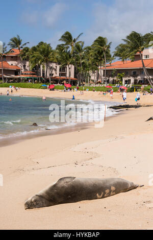 Hawaiian foca monaca, Neomonachus schauinslandi, al Marriot Resort, Poipu Beach Park, Kauai, Hawaii, STATI UNITI D'AMERICA Foto Stock