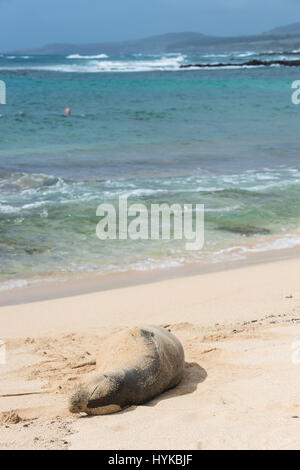 Hawaiian foca monaca, Neomonachus schauinslandi, Poipu Beach Park, Kauai, Hawaii, STATI UNITI D'AMERICA Foto Stock