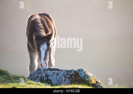 Pony su una montagna di sole Foto Stock