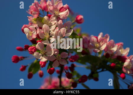 Malus floribunda Japenese crab apple in primavera Foto Stock