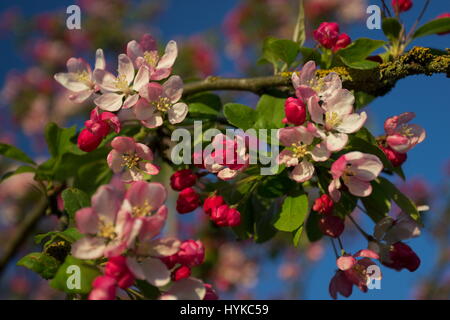 Malus floribunda Japenese crab apple in primavera Foto Stock