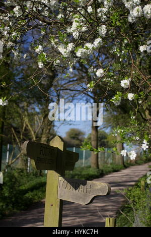 Il sentiero e il sentiero nr segno Oakley Village Biancospino con fiori di colore bianco in background Hampshire Foto Stock