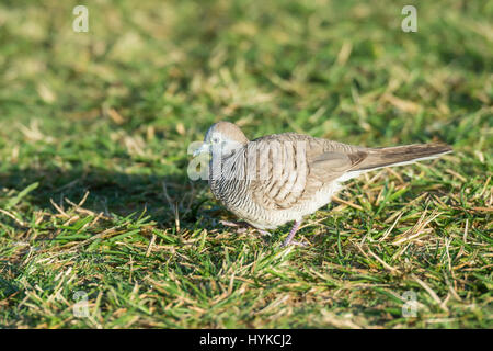 Zebra colomba, Geopelia striata, (escluso colomba di terra), Kauai, Hawaii, STATI UNITI D'AMERICA Foto Stock