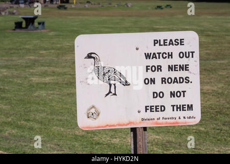 Segno di avvertimento Nene, oca hawaiana, Branta sandvicensis, Kauai, Hawaii, STATI UNITI D'AMERICA Foto Stock