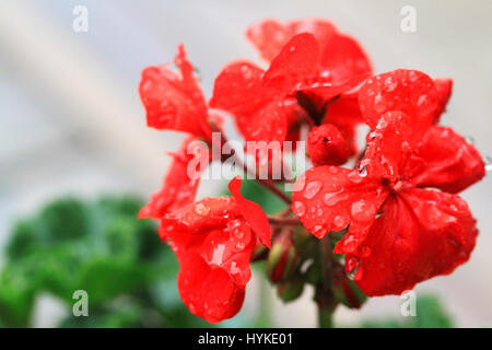 Splendido colore rosso brillante geranio fiore in piena fioritura che mostra le goccioline di acqua su petali dopo un acquazzone in estate Foto Stock