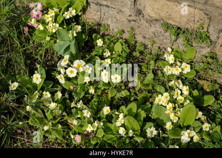 Un gruppo di giallo fioritura di primule nel sole di primavera Foto Stock