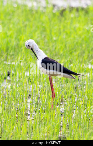 Un bambino nero-winged Stilt (Himantopu himantopus) preening stesso in un campo di giovani del riso in Tailandia centrale Foto Stock