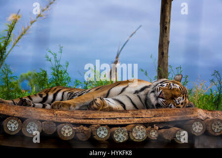 Tigre siberiana Foto Stock