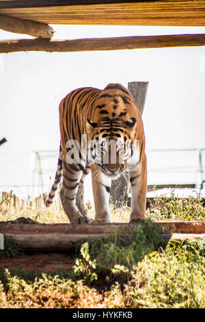 Tigre siberiana Foto Stock