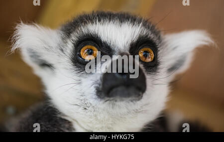 Anello-tailed Lemur Foto Stock