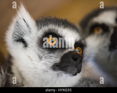 Anello-tailed Lemur gruppo Foto Stock